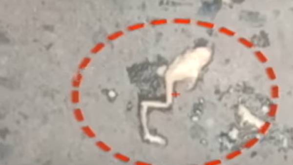 ஐஸ்கிரீமில் தவளை ஐஸ்கிரீமில் தவளை