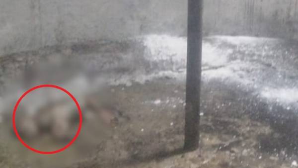  இறந்த நாய்