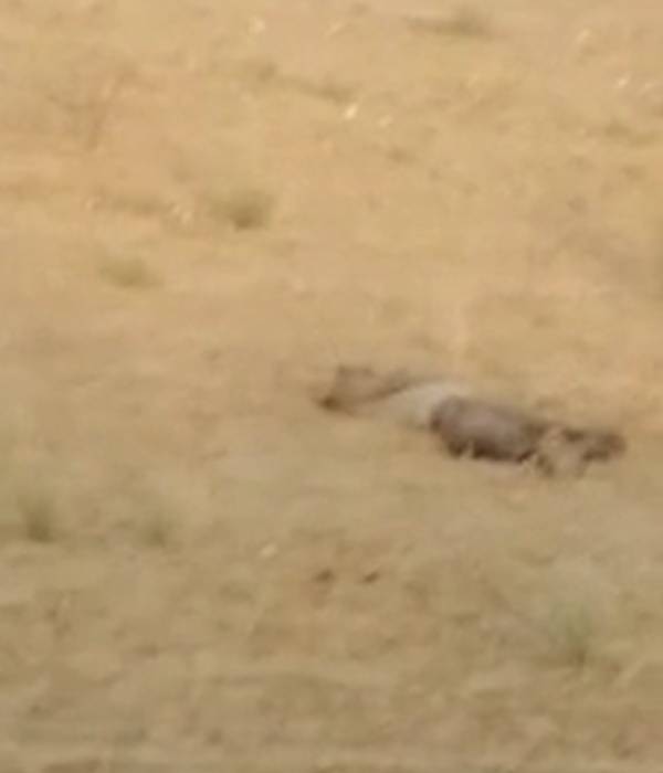 உரிமையாளர் பலி 