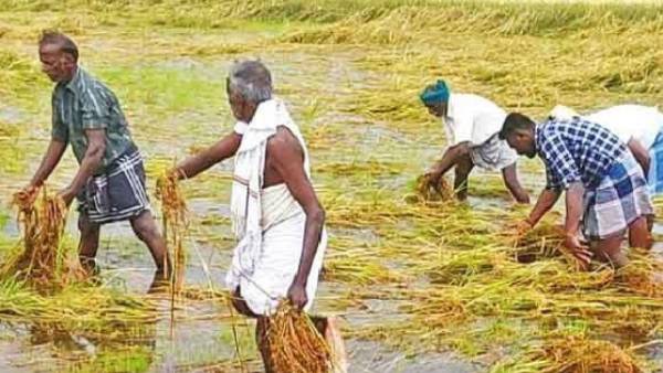 விவசாயிகள் வேதனை 