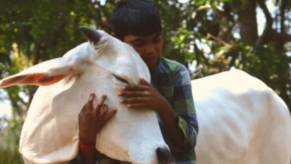 பசுக்களுக்காக 