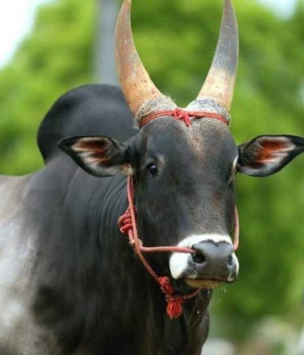 காளைகள் அரவணைப்பு தினம் 