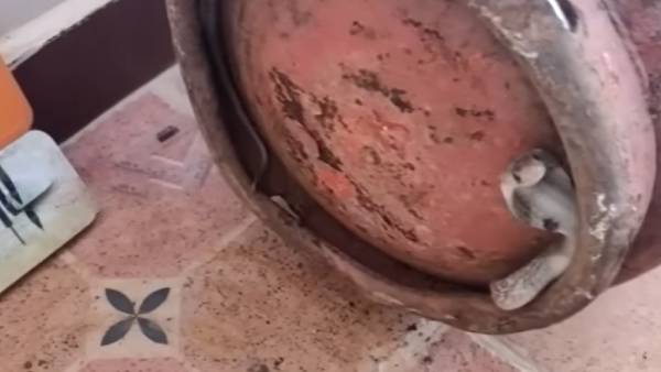 நல்ல பாம்பு நல்ல பாம்பு