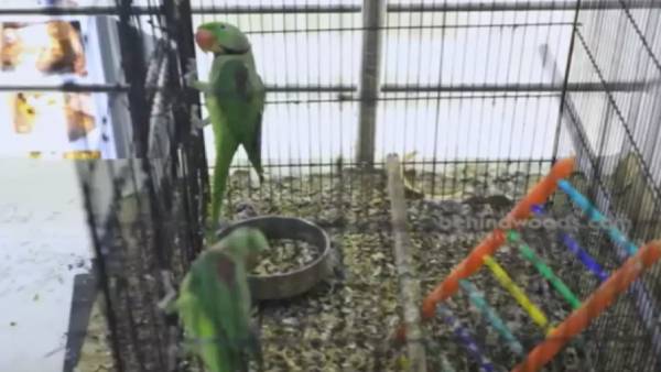 2 கிளிகளும் பறிமுதல் 