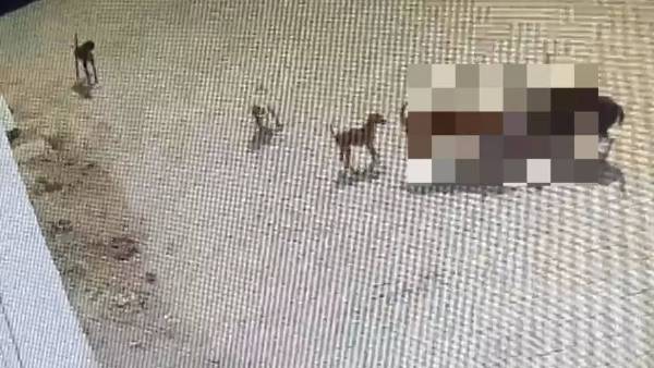 அங்கும் இங்கும் ஓடிக்கொண்டு இருந்தார் 