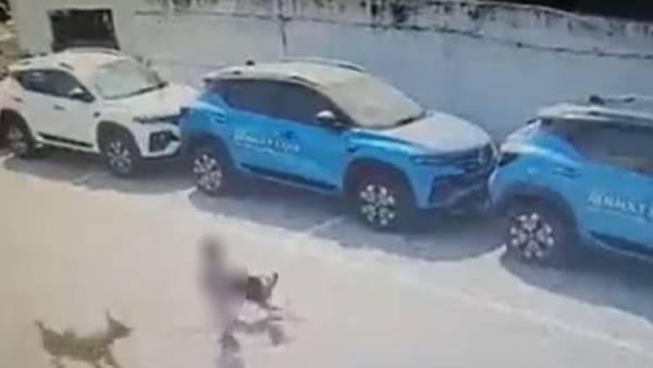 தெருநாய்கள் கடித்ததில் பலி 