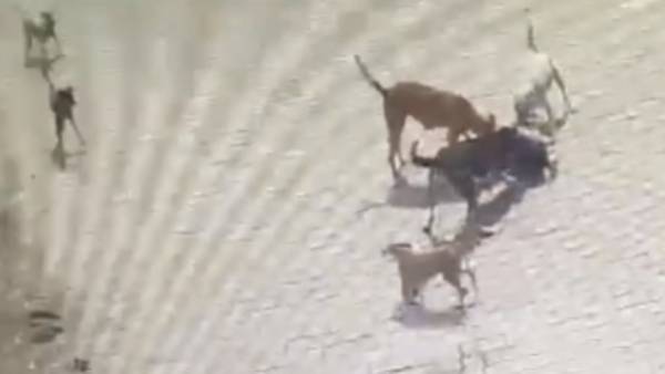 சுற்றி வளைத்து கடித்த நாய்கள் 