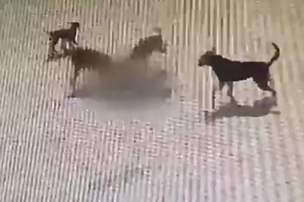 விளையாடிக்கொண்டிருந்த சிறுவன் 