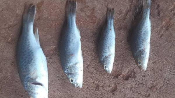 மீன்கள் 