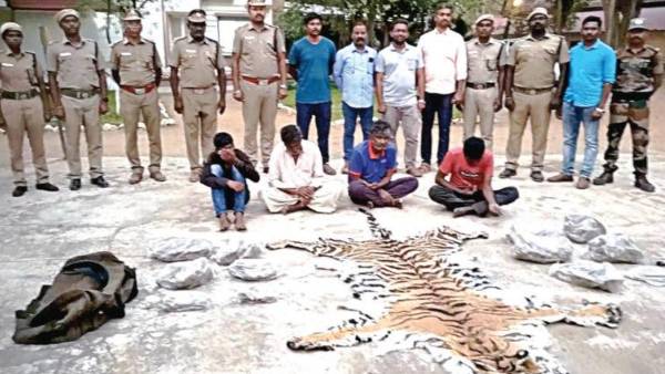  எலும்பு புலி 