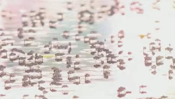 காய்ச்சல் காய்ச்சல்