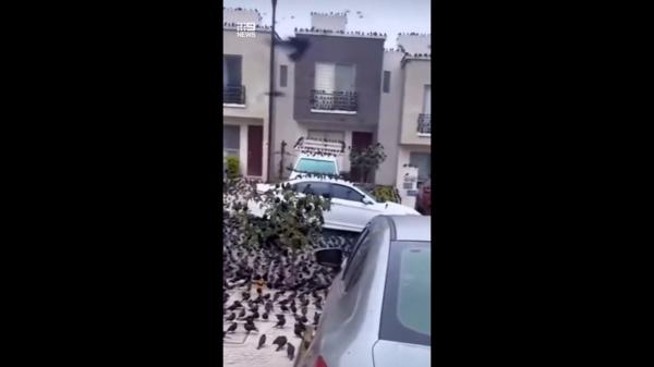  ஒன்றுகூடிய காக்கைகள்