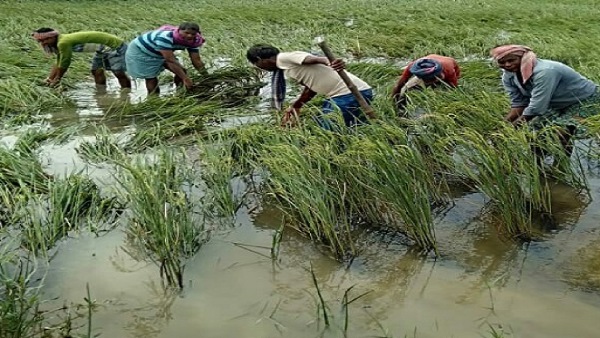 வருவாய்த் துறை 