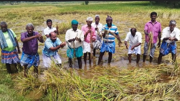 1 லட்சம் ஹெக்டேர் பாதிப்பு 