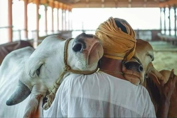 ஊட்டமளிக்கும் ‛கோமாதா’ ஊட்டமளிக்கும் ‛கோமாதா’