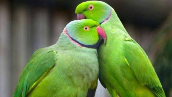 வெளிநாடுகள் 