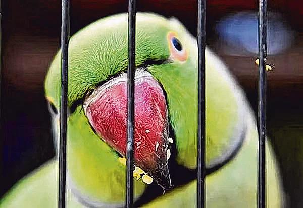  20 கிளிகள் இனம் 