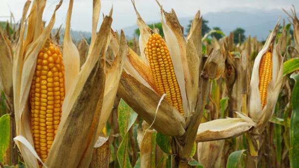  இந்தியாவுக்கும் ஆபத்து 