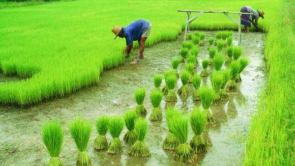 பயிர் சாகுபடி பரப்பு பயிர் சாகுபடி பரப்பு