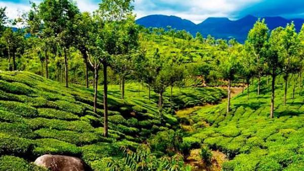 பசுமைப் போர்வை 