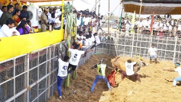  ஜல்லிக்கட்டு 