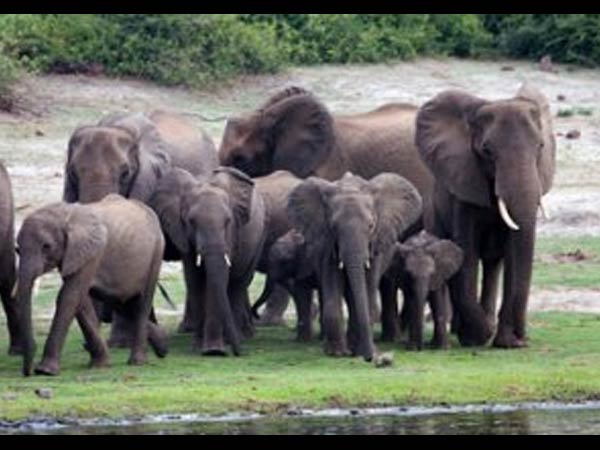 புதிய யானைகள் முகாம் 8 கோடி செலவு