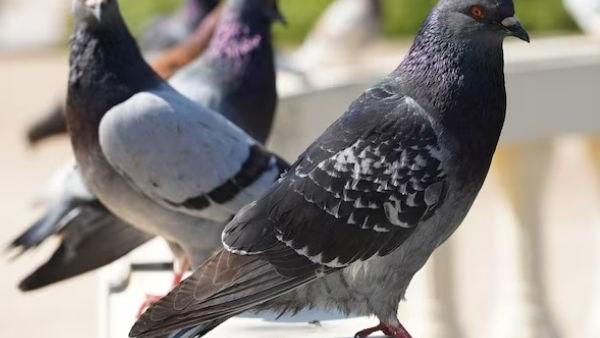 நிமோனியா நிமோனியா