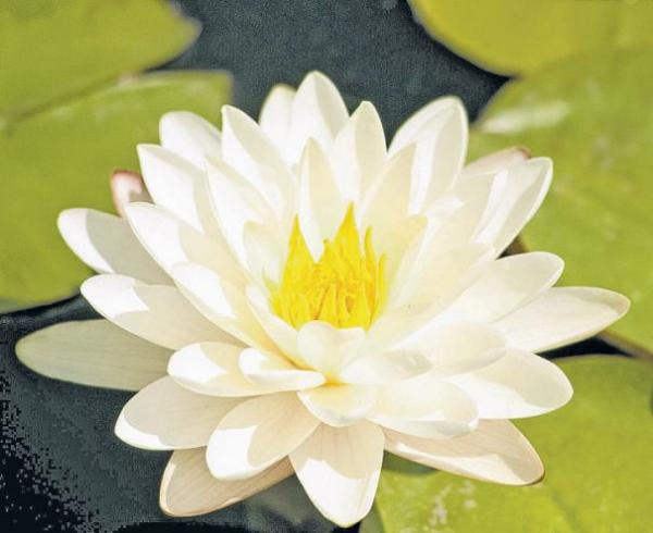  இதய நோய்க்கு தாமரைப்பூ லேகியம்