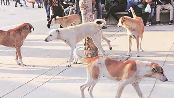 குதறிய நாய்கள் குதறிய நாய்கள்