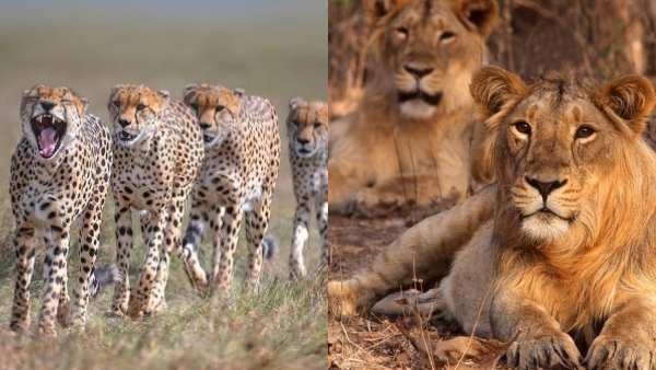 18 சிறுத்தைகள், 2 சிங்கங்கள் 