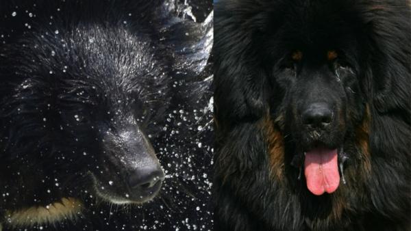 பெரிய குட்டி பெரிய குட்டி