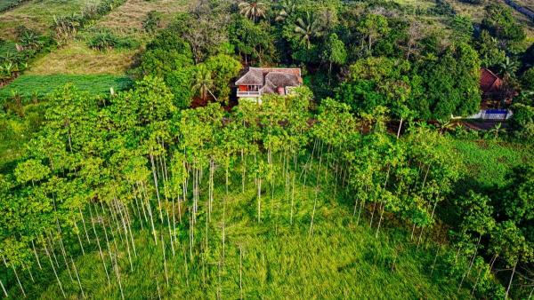 பனை மரங்கள் 