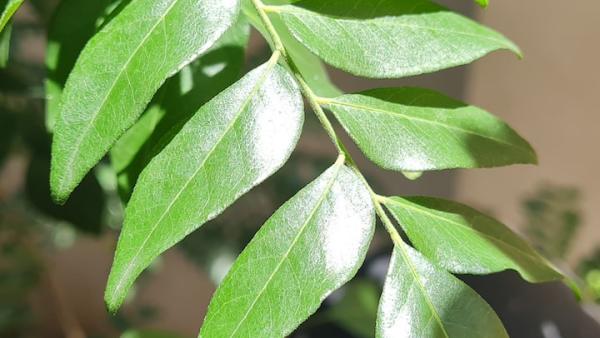  கருவேப்பிலையின் பயன்கள்