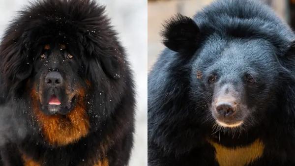 கரடி கரடி