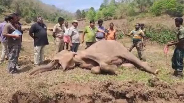  யானை உயிரிழப்பு 