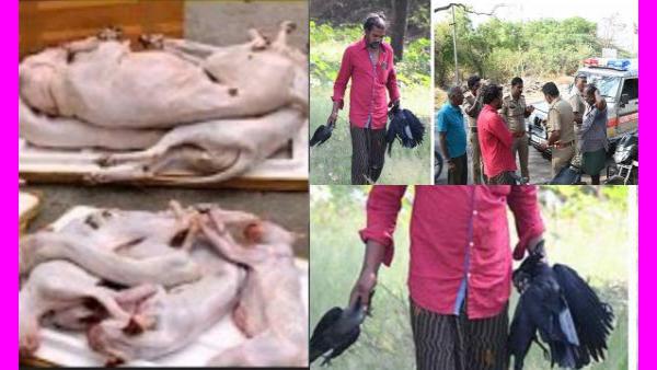  கோலா உருண்டை 