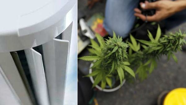 வீட்டின் ஏசி அறையில் கஞ்சா செடி வீட்டின் ஏசி அறையில் கஞ்சா செடி