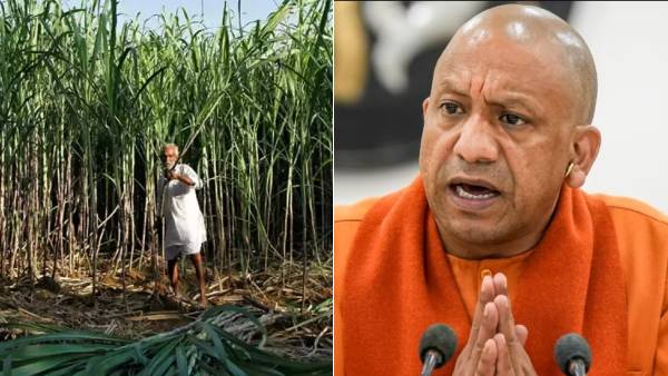 Yogi Adityanath is proud of the revival of sugarcane farmers in Uttar Pradesh Yogi Adityanath is proud of the revival of sugarcane farmers in Uttar Pradesh