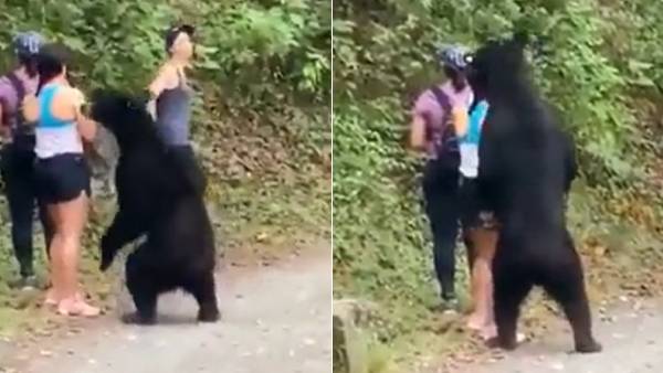 கரடி செய்த காரியம் கரடி செய்த காரியம்