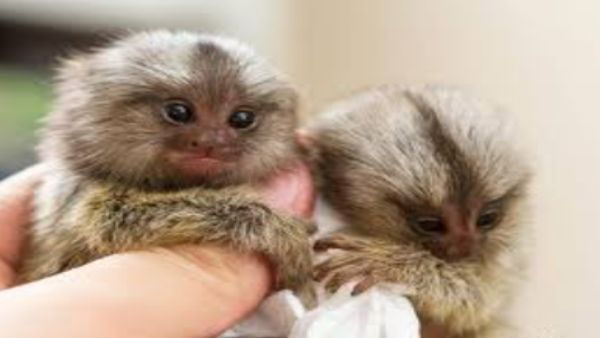  4 குரங்குகள்