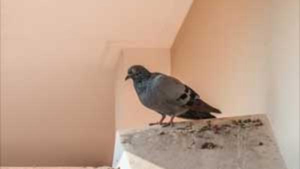 ஹைபர்சென்சிட்டிவிட்டி நிமோனிடிஸ் ஹைபர்சென்சிட்டிவிட்டி நிமோனிடிஸ்