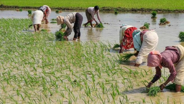 பயிர் விளைச்சலும் பாதிக்கப்படும் 