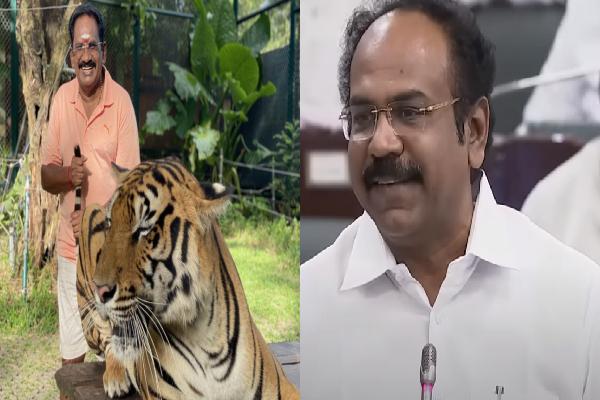 புலி வால் 