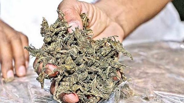 Dindigul: 10 held for Ganja Supply to North Indian Workers 
