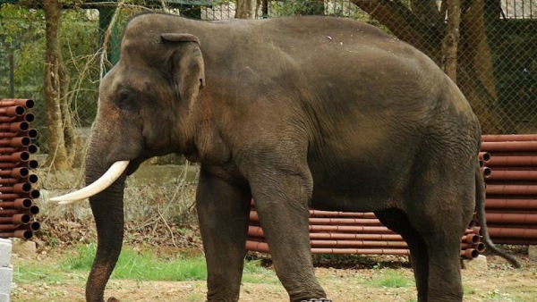  மற்றொரு யானை