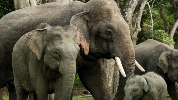 யானைகள்