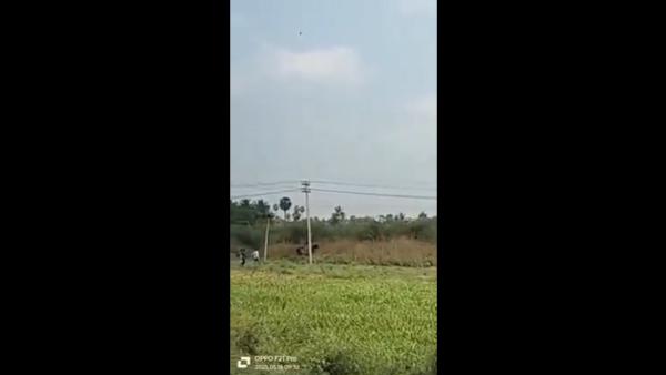  ஆண் யானை 