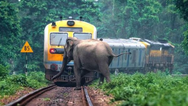 மக்னா யானை 