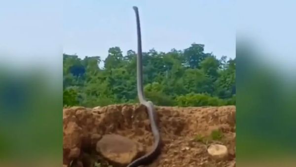  மனிதரைப் போல எழுந்து நின்றது