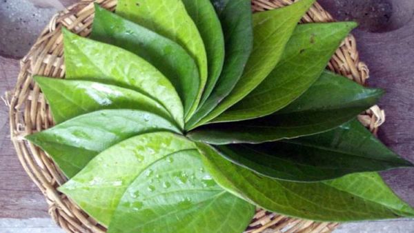  வெற்றிலையின் பல்வேறு நன்மைகள்